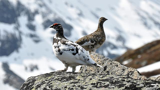 Un couple de lagopèdes alpins, aussi appelés "perdrix des neiges". [Wikipedia - Creative Commons - Jan Frode Haugseth]