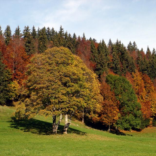 Sur les traces du loup: à la recherche de la voie du milieu. [Parc Jura Vaudois]