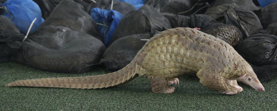 La présence du virus sur les marchés pose la question de sa transmission entre les animaux et les homme. [AP Photo - Sakchai Lalit]