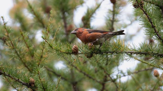 Le Bec-croisé des sapins (Loxia curvirostra) vit dans les forêts de conifères. [Université de Zurich - Valentin Graf]