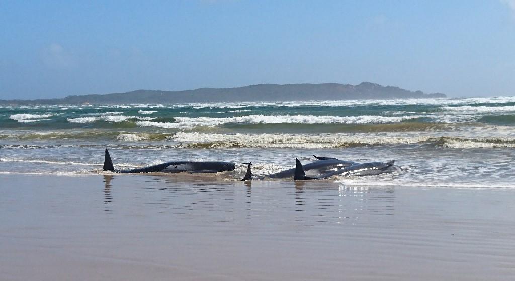 Certains des cétacés prisonniers de la baie sont échoués sur la plage. [AFP - Tasmania Police]