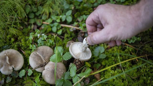 Les empoisonnements par les champignons ont enregistré un chiffre record en 2019. [Keystone - Christian Beutler]