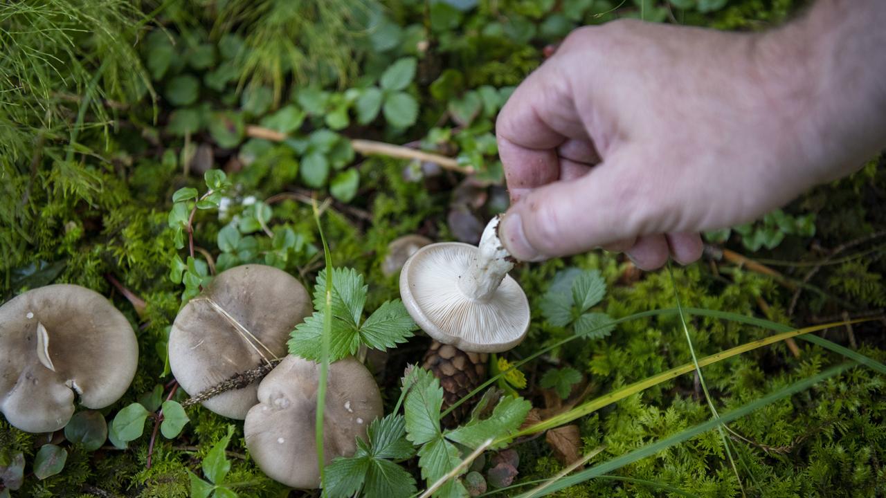 Les empoisonnements par les champignons ont enregistré un chiffre record en 2019. [Keystone - Christian Beutler]