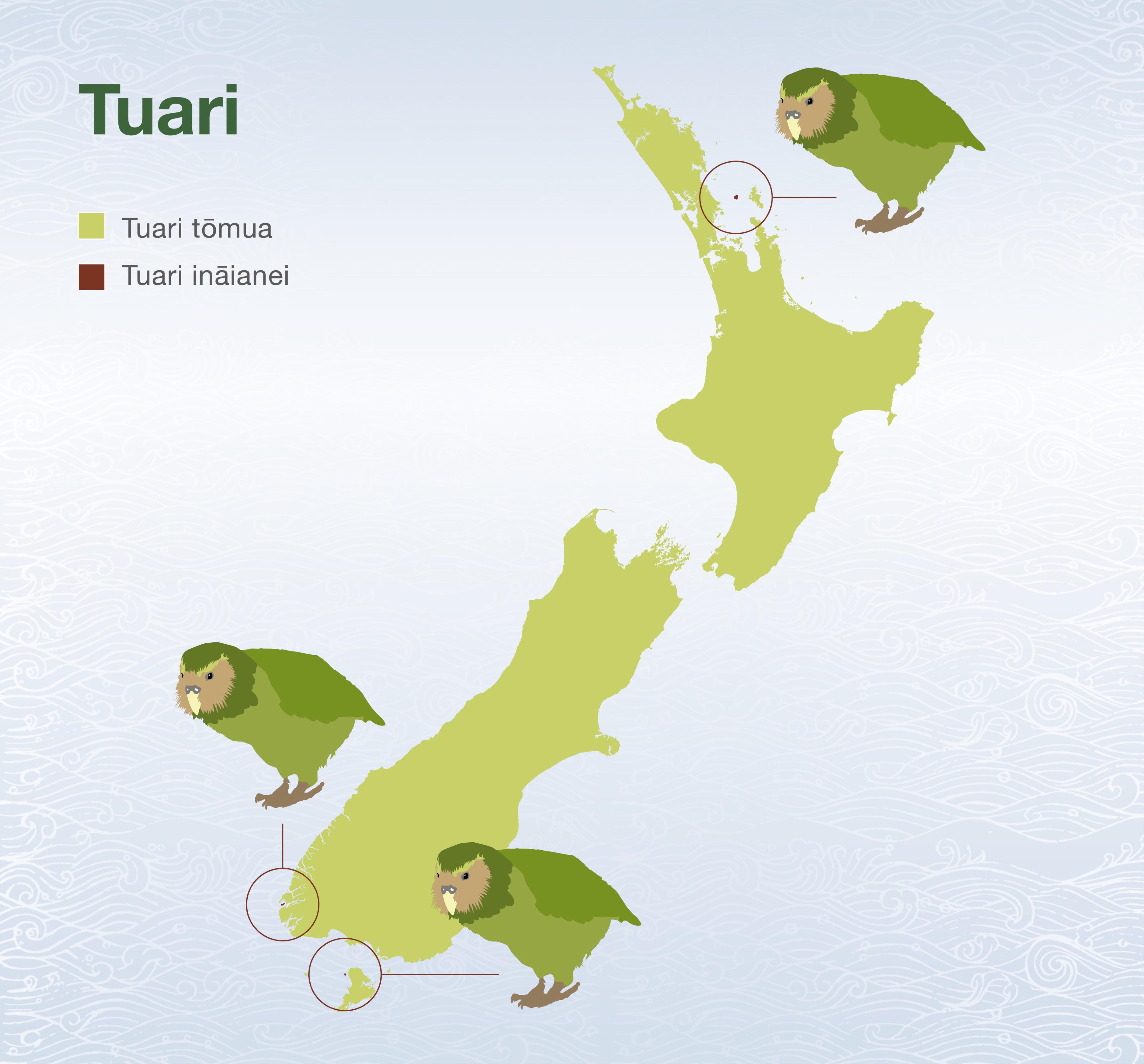 Répartition (tuari) du kakapo: en vert clair, là où il était à l'origine; en bordeaux, les trois îles où il se trouve de nos jours. [DOC, NZ]