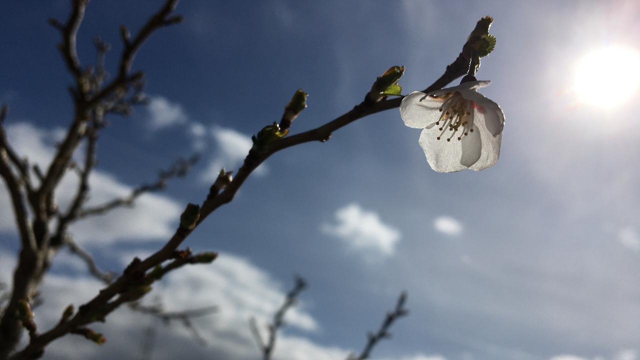 Des arbres en fleurs. [DR - Stéphanie Jaquet]