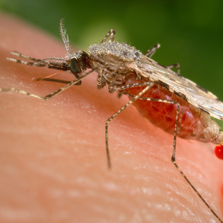 Le moustique asiatique Anophèles stephensi, vecteur du paludisme s’est installé dans les centres urbains africains, et menace les villes d’Afrique qui sont densément peuplées. [Public Health Image Library (PHIL) - James Gathany]