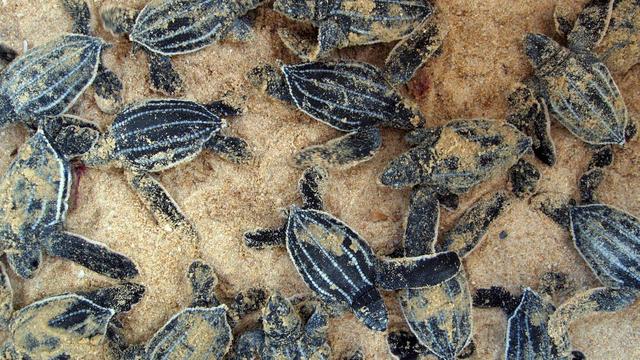 Des bébés tortues luth photographiés dans le Centre biologique marin de Phuket en Thaïlande. [Lalita Putchim]