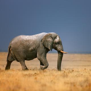 Un éléphant. [Depositphotos - JohanSwanepoel]