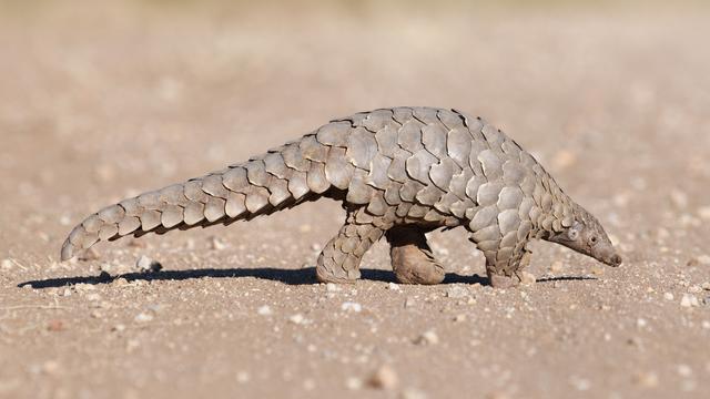 Le pangolin est accusé d'être à l'origine de la pandémie de Covid-19.
2630ben
Depositphotos [2630ben]