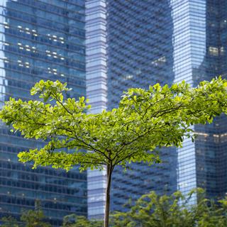 Les villes portent un intérêt croissant sur les arbres, pour leurs qualités rafraichissantes, purifiantes et esthétiques. [Depositphotos - yurizap]