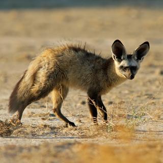 L’otocyon est bien pourvu côté oreilles.
EcoPic
Depositphotos [EcoPic]