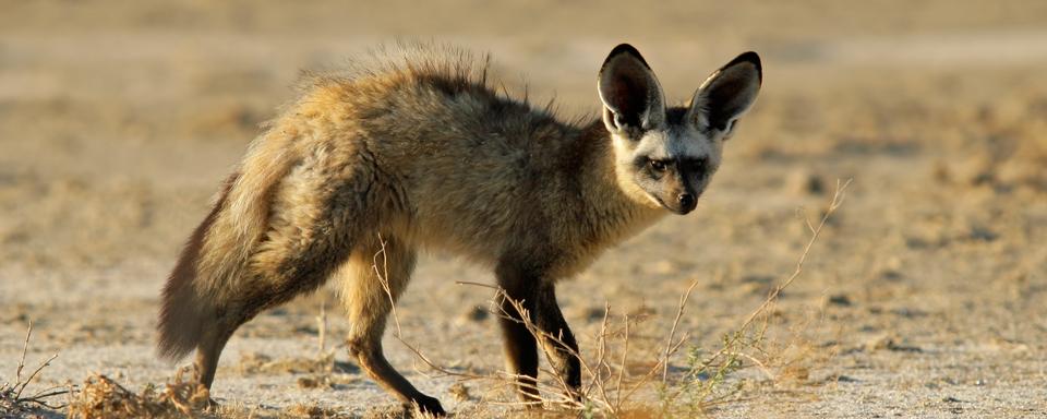 L’otocyon est bien pourvu côté oreilles.
EcoPic
Depositphotos [EcoPic]