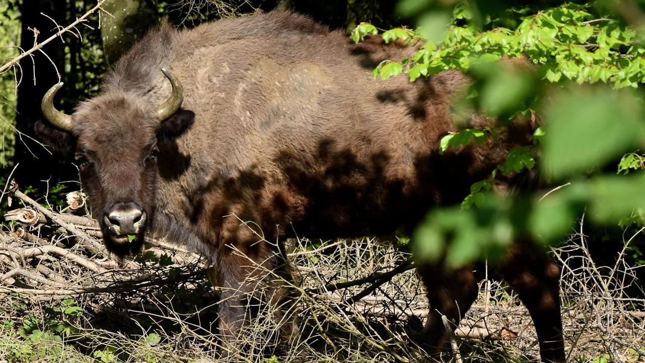 Cinq bisons d'Europe ont été placés en semi-liberté dans la forêt de Suchy en automne 2019. [Association des bisons de Suchy/Facebook - clicclacsophie]