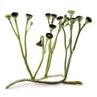 Les Cooksonia sont un genre éteint de plantes terrestres, découvertes en 1937. [Wikimedia Commons / CC BY-SA 3.0 - Matteo De Stefano / MUSE]