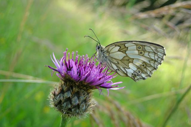 Un Demi deuil (en latin, Melanargia galathea), une espèce rare de papillon, digne de protection dans le canton de Zurich. [Pro Natura - Vincent Sohni]