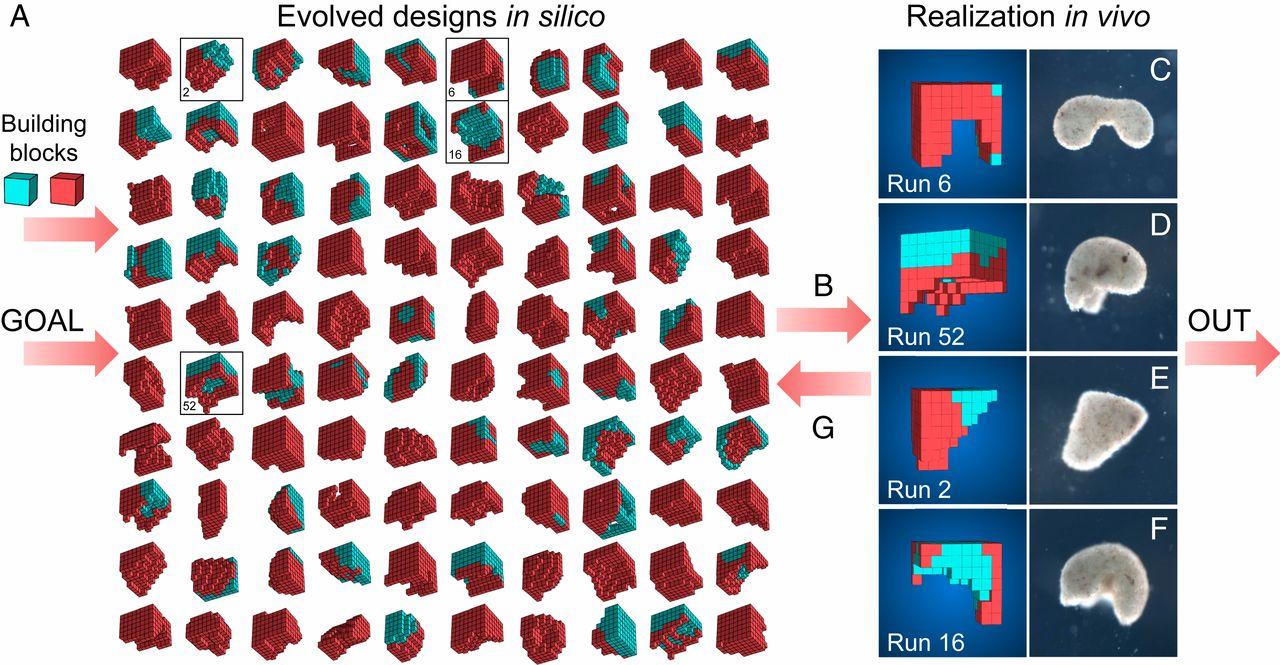 Un résultat comportemental – ici, la maximization du déplacement – et des briques structurelles différentes (en rouge, contractables; en vert, passives) sont fournies à un algorithme d'évolution. Celui-ci définit un modèle optimal pour l'organisme vivant manufacturé, tout à droite de l'image. [PNAS - Sam Kriegman, Douglas Blackiston, Michael Levin, Josh Bongard]