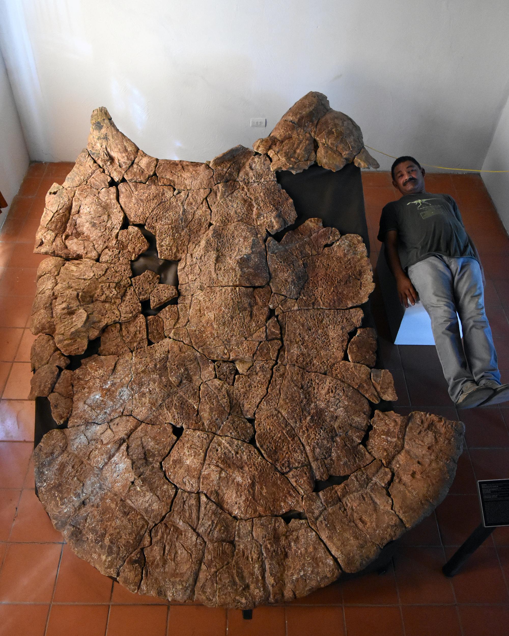 Un paléontologue prend la pose avec une carapace de Stupendemys geographicus au Venezuela. [University of Zurich - Edwin Cadena]