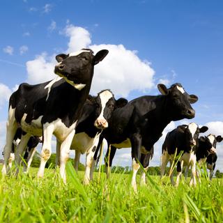 Des vaches de race Holstein dans un pré. [Depositphotos - tiloligo]