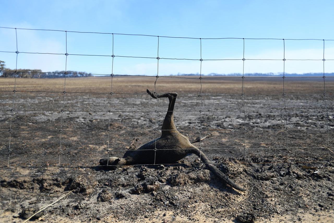 La carcasse d'un kangourou sur l'île de Kangaroo Island, près d'Adelaïde, dont les deux tiers de la surface ont été ravagés par les flammes. [Keystone - EPA/David Mariuz]