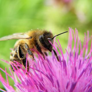 L'abeille est l'insecte pollinisateur le plus emblématique.
X-etra
Depositphotos [Depositphotos - X-etra]