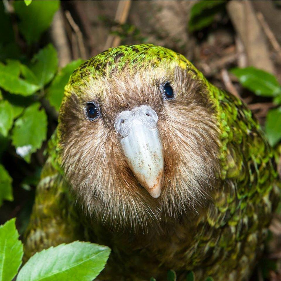 Sirocco, le porte-parole de tous les kakapos, a éclos de son œuf le 23 mars 1997. [www.sabinebernert.fr - Sabine Bernet]