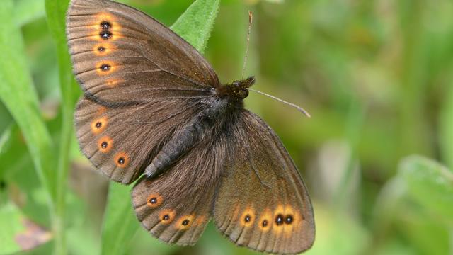 Un Moiré franconien (en latin, Erebia medusa), une espèce rare de papillon, digne de protection dans le canton de Zurich. [Pro Natura - Vincent Sohni]