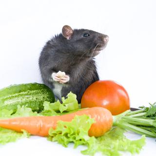 Les rats partagent volontiers leur nourriture.
Xaos363
Depositphotos [Xaos363]