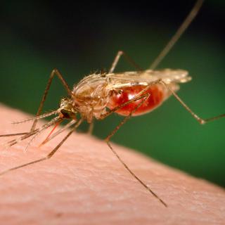Le moustique Anopheles gambiae, principal vecteur du parasite de la malaria. [Keystone - AP Photo/CDC, University of Notre Dame, James Gathany]