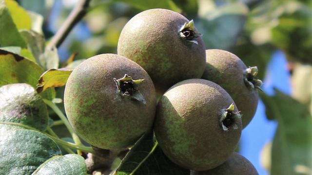 La poire à cuire élue fruit suisse de l'année 2020. [Fructus]