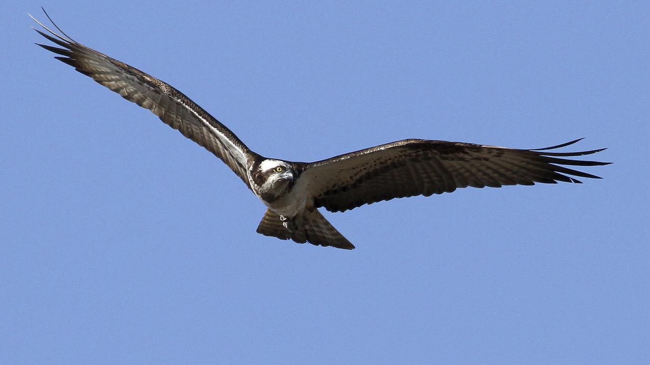 Le balbuzard pêcheur est un rapace spécialisé dans la capture des poissons. [Nos Oiseaux/Keystone - Pascal Rapin]