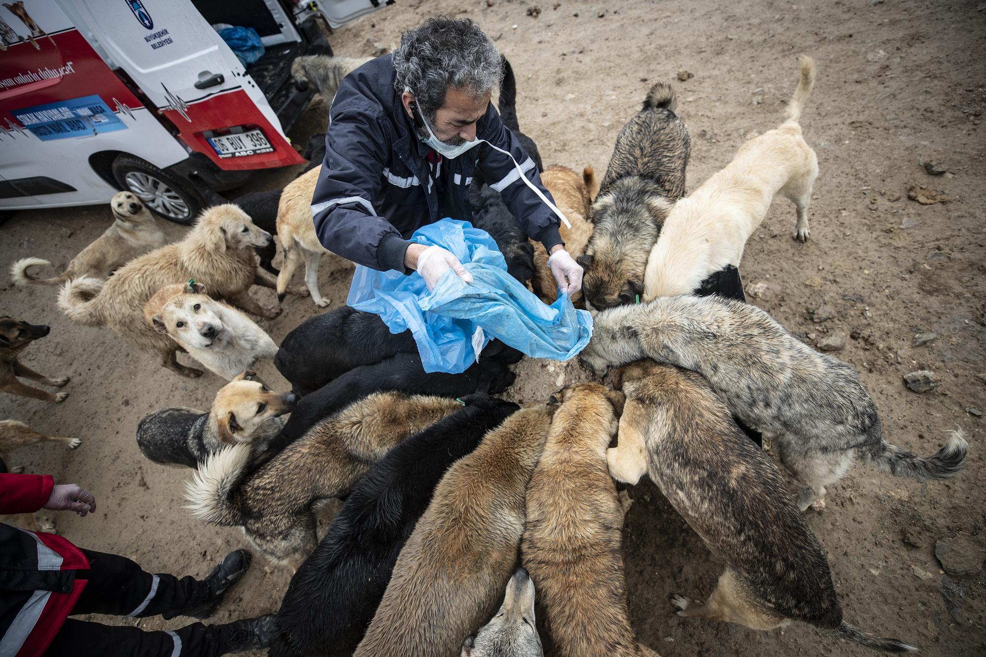 Une ONG nourrit les chiens errants dans la banlieue de la capitale turque Ankara [AFP - Esra Hacioglu]