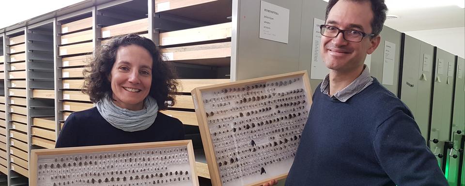 Jessica Litman, conservatrice des invertébrés au Muséum d'histoire naturelle de Neuchâtel, et Christophe Praz, entomologiste au Centre suisse de cartographie de la faune (CSCF) et chargé de cours à l’Université de Neuchâtel.
Sarah Dirren
RTS [RTS - Sarah Dirren]