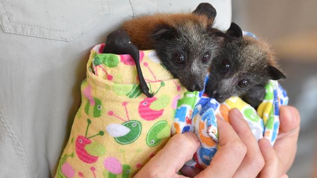 Deux renards volants à tête grise (Pteropus poliocephalus) blessés après les incendies en Australie. Cette espèce est classée dans la catégorie "vulnérable" par l'UICN. [Keystone/EPA]