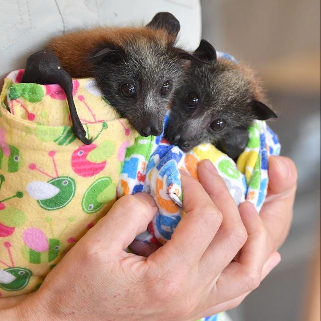 Deux renards volants à tête grise (Pteropus poliocephalus) blessés après les incendies en Australie. Cette espèce est classée dans la catégorie "vulnérable" par l'UICN. [Keystone/EPA]