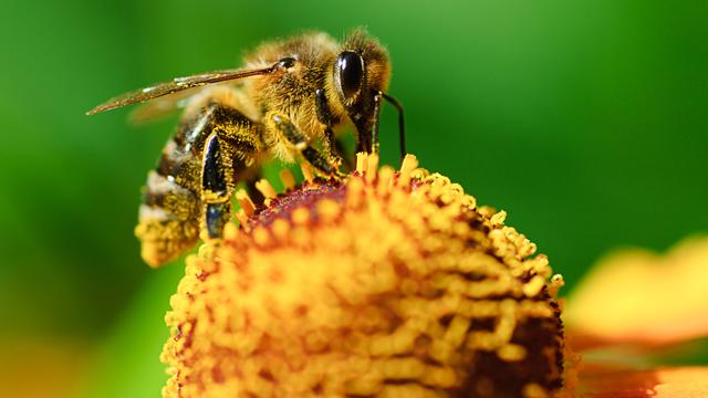 Où se cachent les insectes pollinisateurs? [Depositphotos - pervach]