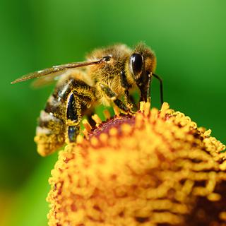 Où se cachent les insectes pollinisateurs? [Depositphotos - pervach]