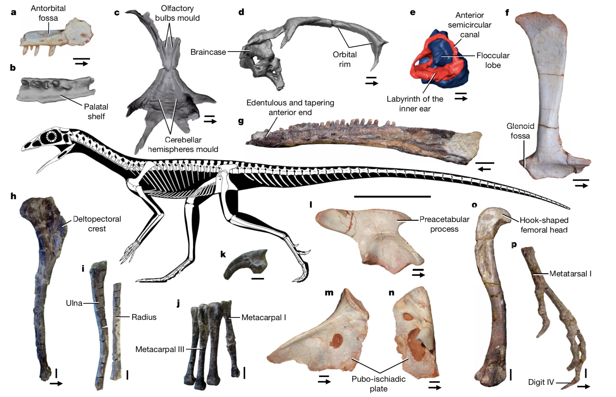 Les squelettes partiels de Lagerpetidae (crâne, avant-bras, vertèbres) récemment découverts aident aujourd'hui à montrer les similitudes qui existent entre ptérosaures et Lagerpetidae. [Université de Fribourg/Nature - Serjoscha Evers et al.]