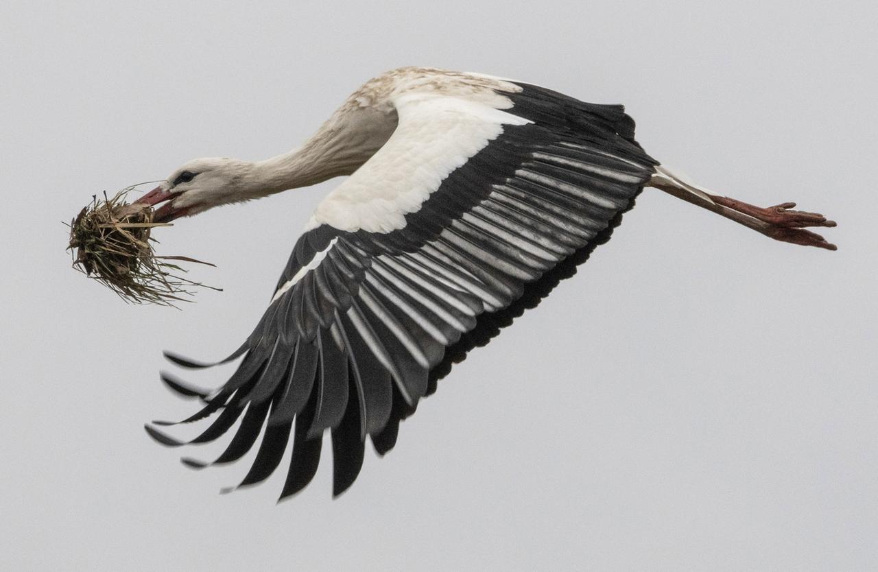 Une cigogne fabrique son nid à Biebesheim, en Allemagne, le 17 février 2020. [Keystone - Boris Roessler/dpa via AP]