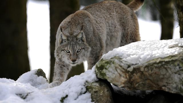 En Suisse, aujourd'hui, le nombre de lynx en liberté est estimé à quelque 300 individus, répartis entre les Préalpes, les Alpes et la chaîne du Jura. [keystone - Donimic Favre]