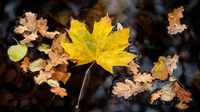 Des feuille mortes flottant dans l'eau. [KEYSTONE/DPA - Sina Schuldt]