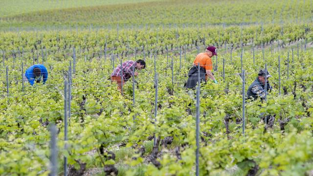 AgriGenève a trouvé une solution pour faire venir du Portugal ses 180 travailleurs saisonniers jusqu'à fin juin. [Keystone - Martial Trezzini]