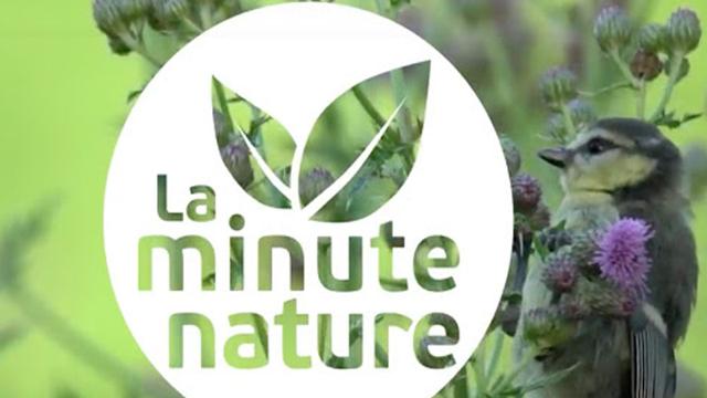 La minute nature, des vidéos sur la faune réalisées par La Salamandre. [salamandre.org - La minute nature]