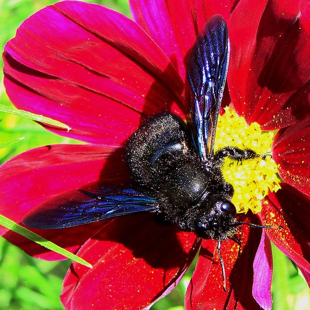 Abeille charpentière ou bourdon noir (Xylocopa violacea, mâle) butinant un cosmos. [CC - Vassil]