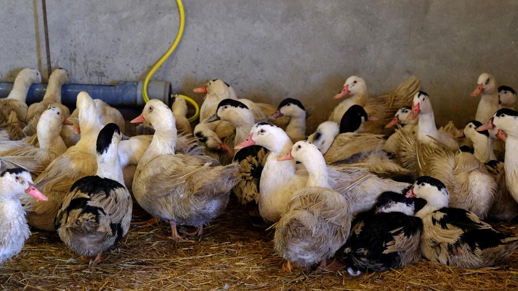 Des oies dans une ferme de production de foie gras au sud de la France. [AFP - Eric Cabanis]