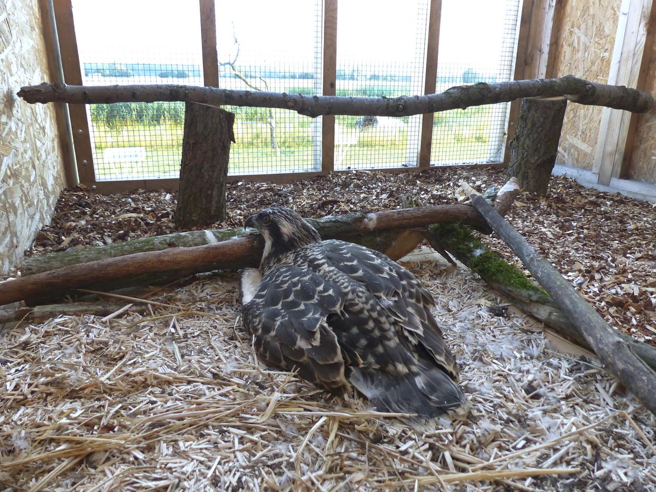 Un jeune balbuzard dans la volière du pénitencier de Bellechasse (FR). [Nos Oiseaux/Keystone - Denis Landenbergue]