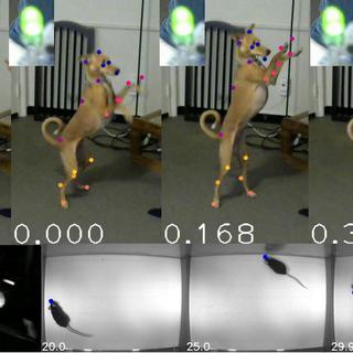 Des chercheurs de l'EPFL ont réussi à capturer les mouvements et la posture des animaux en temps réel sans marqueur des mouvements.
EPFL 2020 [EPFL 2020]