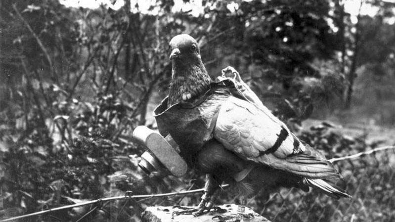 Pigeon voyageur (probablement durant la Première Guerre mondiale) portant un appareil photographique fixé à un plastron. L'obturateur de l'appareil peut être réglé de manière à ce que les photos soient prises à des moments prédéterminés du vol. [Bundesarchiv]