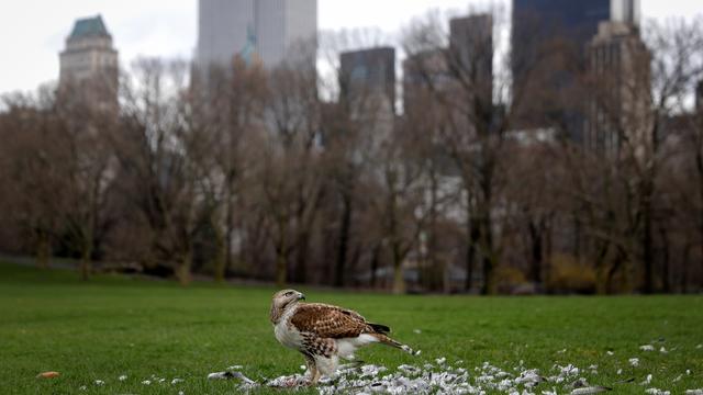 Du pigeon au menu d'une buse à queue rousse dans un Central Park presque déserté, à New York [Reuters - Mike Segar]