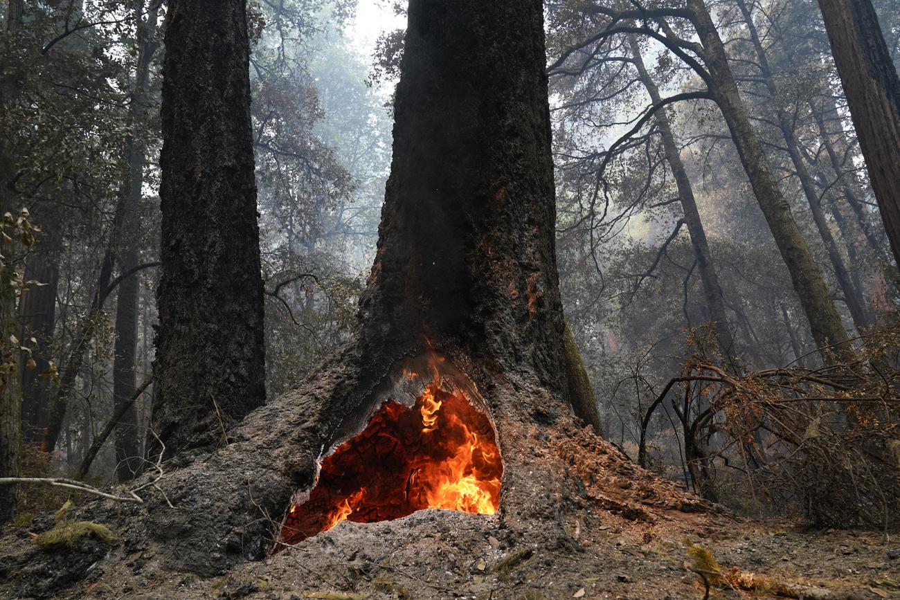 Un feu brûle à l'intérieur du tronc d'un séquoia ancien dans le parc de Big Basin Redwoods, en Californie. [KEYSTONE - Marcio Jose Sanchez / AP Photo]