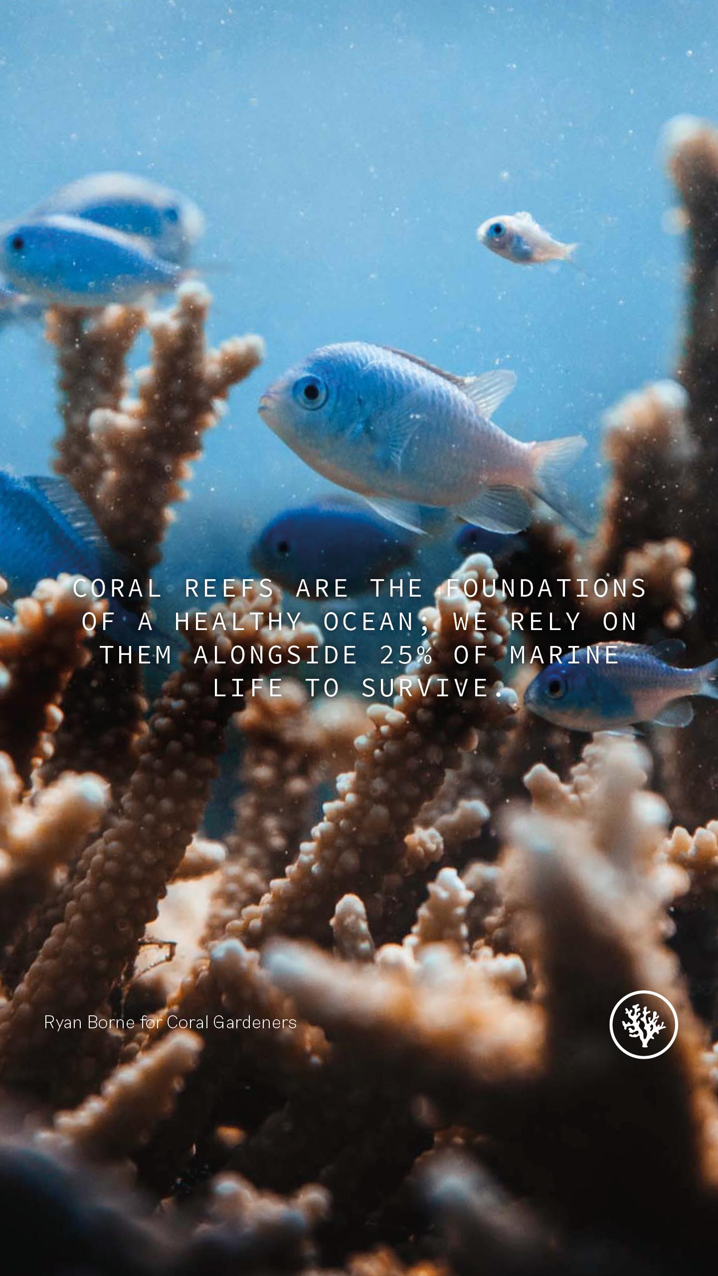 "Les récifs coralliens sont les fondements d'un océan sain. Nous dépendons d'eux ainsi que de 25 % de la vie marine pour survivre". [coralgardeners.org]